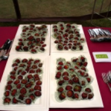 Locally grown, Chocolate dipped Strawberries